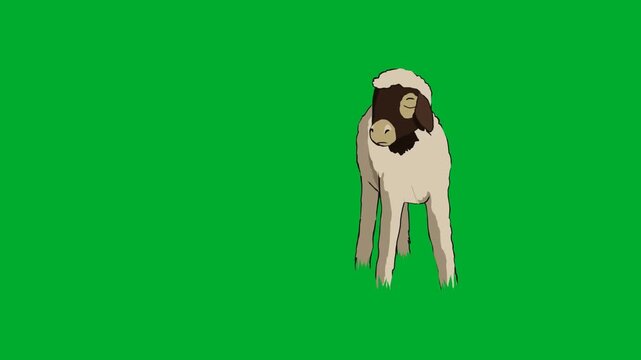 2d animated White lamb with a black face standing on a animation on green screen. Ideal for professional video editors, content creators, stock footage libraries, high quality projects, seamless