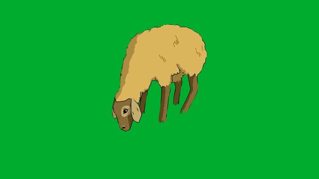 2d animated Fluffy sheep grazing with head down from top view on animation on green screen. Ideal for professional video editors, content creators, stock footage libraries, high quality projects,