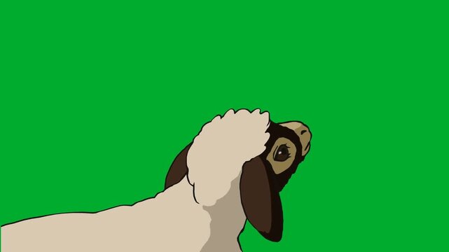 2d animated Close up shot of a sheep looking up backwards on animation on green screen. Ideal for professional video editors, content creators, stock footage libraries, high quality projects,