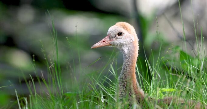 Young sandhill crane chick yawning in the grass
