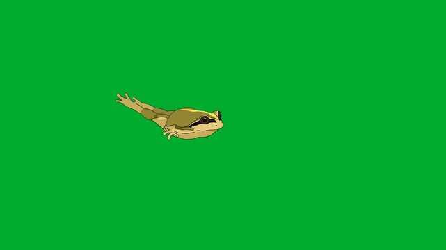2d animated Frog floating or landing horizontally on animation on green screen. Ideal for professional video editors, content creators, stock footage libraries, high quality projects, seamless