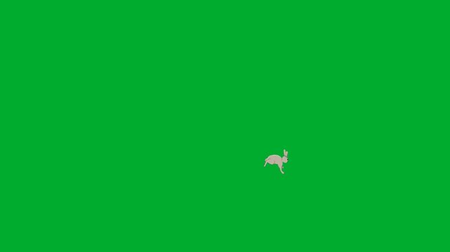 2d animated Tiny white rodent mouse running fast across a bright surface animation on green screen. This high quality asset is perfect for professional video editors, creative content creators,