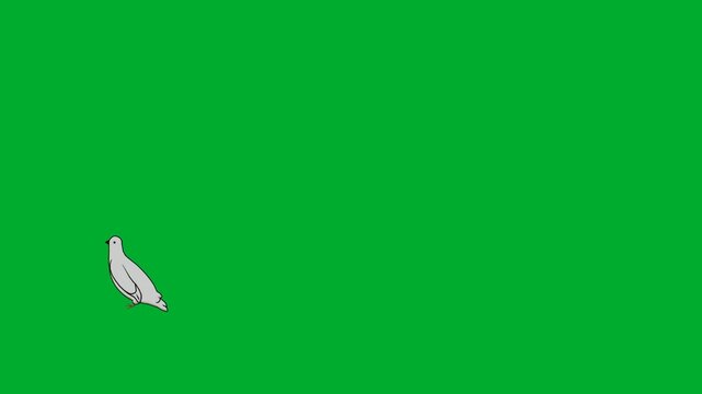 2d animated White dove bird flying downwards gracefully on animation on green screen. This highquality stock footage asset is perfectly optimized for professional video editors, creative content