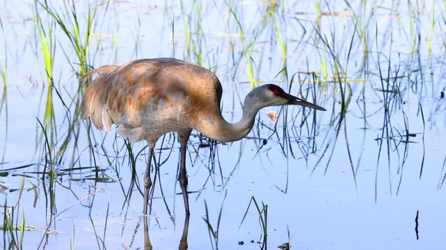 Sandhill crane feeding and foraging in a marsh
