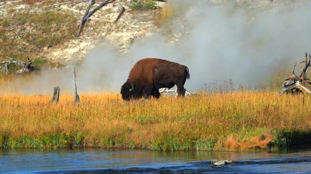 Wild Buffalo grazing American Bison Madison Yellowstone Firehole River Mid Geyser Basin Yellowstone National Park Wyoming Fall Autumn landscape sunny morning Biscuit Basin thermal steam hot springs