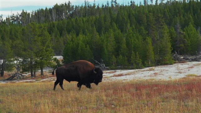 Wild Buffalo American Bison walking Old Faithful Grand Geyser landscape Mid Geyser Basin Yellowstone National Park Wyoming hot springs thermal steam Fall Autumn sunny morning blue sky pan follow