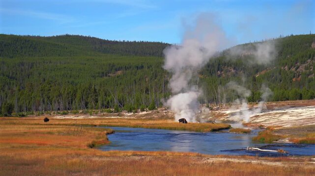 Wild Buffalo grazing Madison Yellowstone Firehole River Mid Geyser Basin Yellowstone National Park Wyoming Fall Autumn scenery landscape sunny morning blue sky Biscuit Basin open vista thermal steam