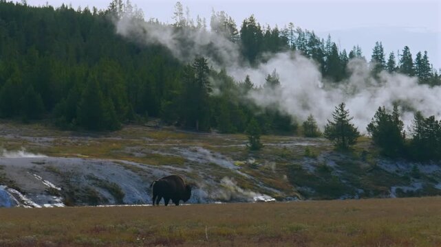 Wild walking buffalo American Bison walking Old Faithful Grand Geyser scenic landscape Mid Geyser Basin Yellowstone National Park Wyoming Firehole River steaming hot springs Fall Autumn sunny morning