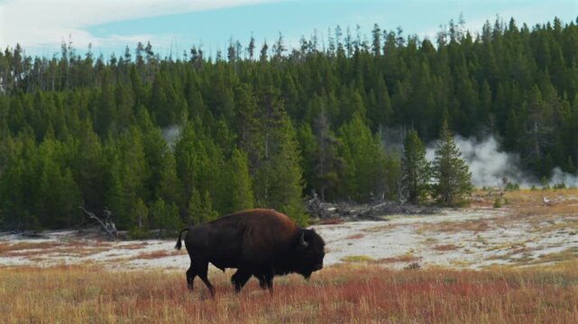 Walking solo wild buffalo American Bison walking Old Faithful Grand Geyser landscape Mid Geyser Basin Yellowstone National Park Wyoming hot springs thermal steam Fall Autumn sunny morning blue sky