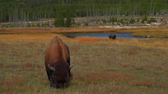 Wild Buffalo American Bison walking tall yellow grass Firehole River Yellowstone National Park Mid Geyser Basin Wyoming Fall Autumn landscape sunny morning Biscuit Basin thermal hot springs close up