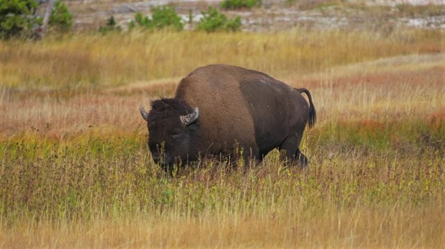 Grazing walking Wild Buffalo American Bison yellow grass Firehole River Yellowstone National Park Mid Geyser Basin Wyoming Fall Autumn landscape sunny morning Biscuit Basin thermal hot springs pan