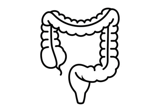 Anatomical outline of the human large intestine, white line on a dark background, representing medical education, biology, and health science isolated on a transparent background