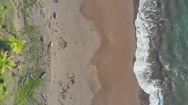 In Tortuguero National Park, a sandy Caribbean shoreline with palm trees, driftwood, and textured sand patterns borders the tropical greenery in a drone view.