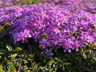 Obraz premium Phlox subulata pink creeping moss phlox flowering plant.