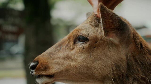 Close-up profile portrait of a male sika deer with antlers in Nara, Japan