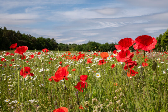 Mohnblume