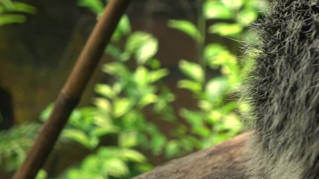 Side profile footage of a binturong watching its surroundings while resting on a tree branch. The arboreal mammal shows its long whiskers and dense fur in a zoo habitat.
