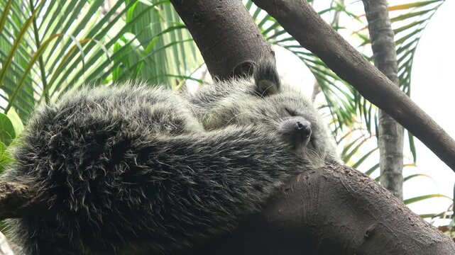 Peaceful 4K footage of a bearcat resting and sleeping heavily on a thick wooden tree branch surrounded by jungle foliage.

