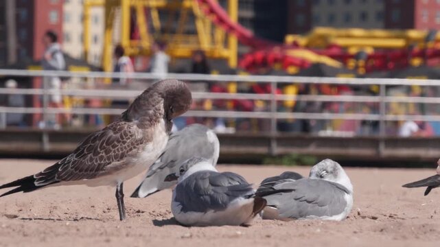 Seagulls on Coney Island beach in Brooklyn, New York, United States. Boardwalk near retro luna park. Sea gulls and amusement park on ocean coast. Waterfront summer holiday promenade in USA