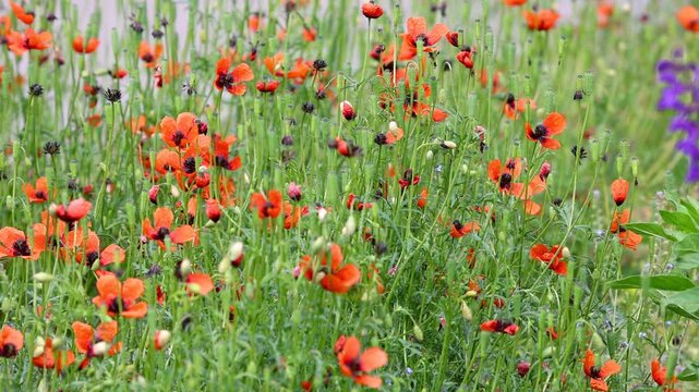 Wildflower meadow with red poppies and purple salvia