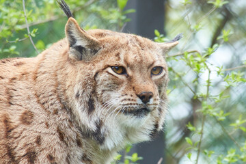Close-up portrait of a Eurasian lynx in natural habitat with attentive golden eyes © Tobias