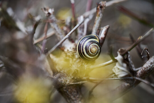 Striped snail shell resting on tangled branches in a macro nature close-up with soft bokeh