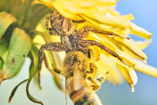 Crab spider ambushes pollen-covered bee on yellow flower in close-up macro wildlife photograph