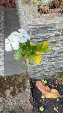 White Madagascar Periwinkle Catharanthus Roseus Flower with Green Leaves