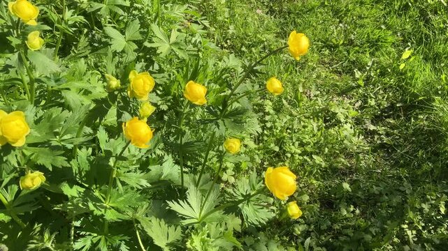 Yellow Globeflowers are swaying in the wind