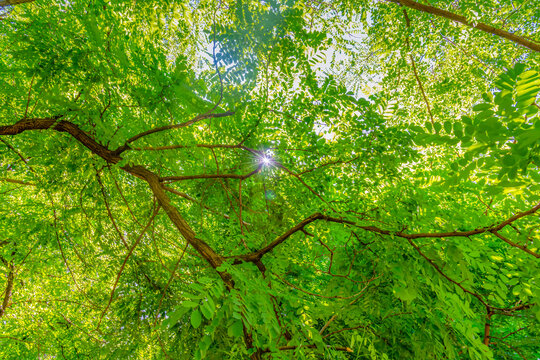 The River Oak trees around the small village of Sofala and the Turon River