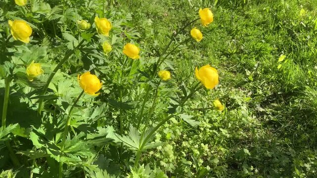 Yellow Globeflowers are swaying in the wind