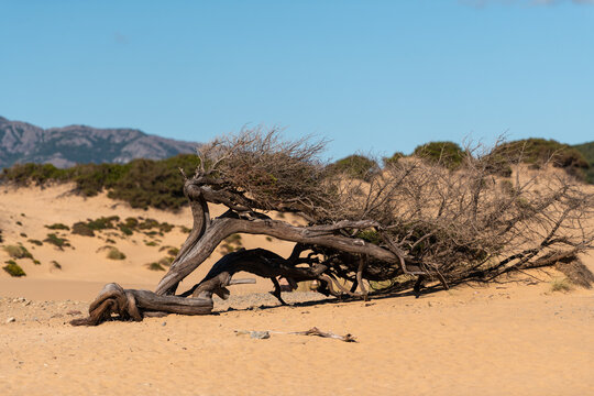 Lonely Tree on Piscinas Dunes in Sardinia, Italy