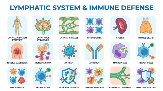 Lymphatic System & Immune Defense: Medical Science Icons & Illustrations