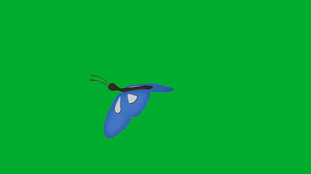 2d animated Blue butterfly flying gracefully in full side profile view pattern animation on green screen. Single beautiful insect bug flapping translucent wings actively in the sky layout animation