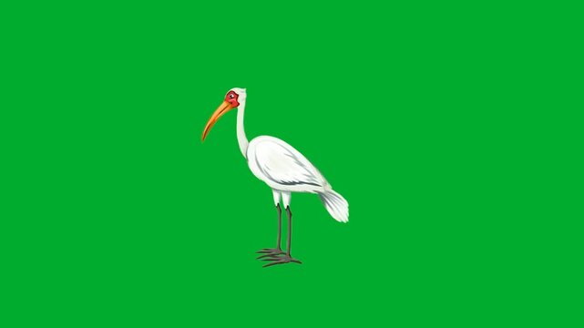 2d animated Stork bird standing calmly in full body profile view layout animation on green screen. Beautiful white heron egret or crane with long legs posing gracefully on a background cartoon