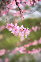 Naklejka premium Pink Cherry Blossom Flowers Blooming on Tree Branch in Spring Garden with Soft Focus Background