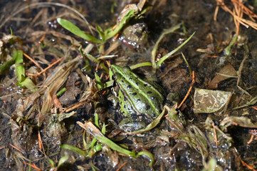 Fototapeta premium Frog