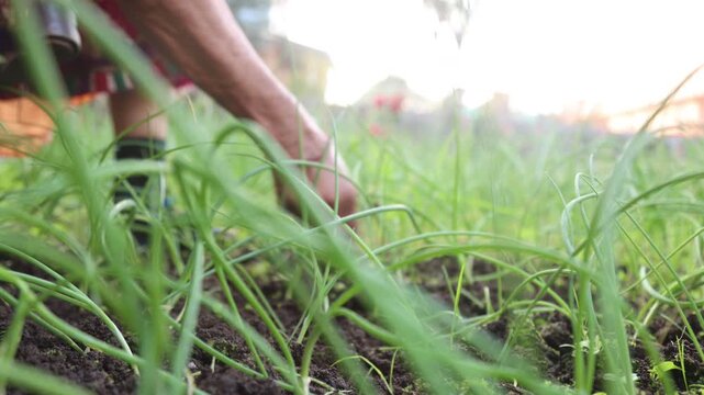 Raw video footage of a rural Indian woman removing extra onion plants in a farm in Uttarakhand India showcasing traditional farming and crop maintenance work.