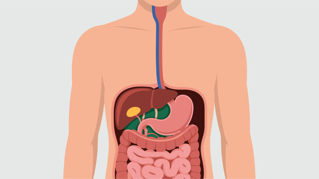 Detailed illustration of the human digestive system within a male torso showing organs like the stomach and intestines.