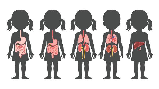 Silhouettes of five young girls showing different internal body organs like lungs and kidneys for pediatric medical education.
