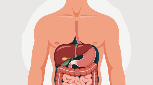 Detailed illustration of the human male torso showing internal organs like the liver, stomach, and intestines.