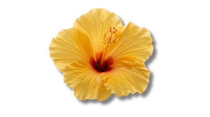 Yellow hibiscus flower transparent PNG isolated tropical blossom cutout for floral design, summer decor, sticker © creativestock