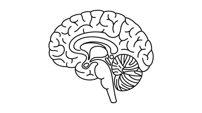 Simple black and white line art outline of a human brain sagittal cross section showing major anatomical structures for educational purposes.