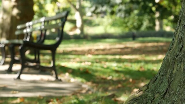 Wooden bench in Central Park of New York City, United States. Green oasis in Manhattan, USA. Defocused greenery. Shadow in public park on summer or fall day
