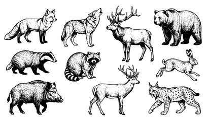 Hand Drawn Forest Wildlife Animal Collection with Wolf Bear Deer Boar and Lynx © Shakib