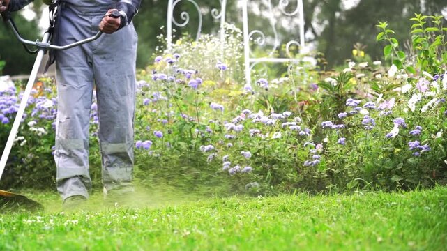 Man mows lawn with string trimmer. Green grass billows under machine's motion. Purple flowers bloom behind ornate garden gate. Calm, focused action of garden maintenance. Ideal for landscaping