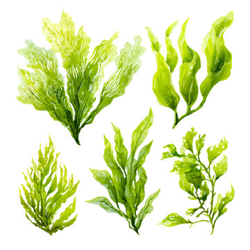Green Seaweed Illustrations: Aquatic Marine Alga - High-Quality Stock Image