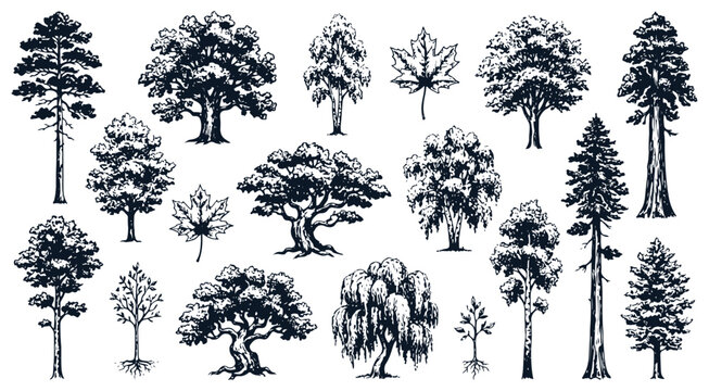 Hand Drawn Trees Sketch Vector Set with Oak Pine and Maple Leaves