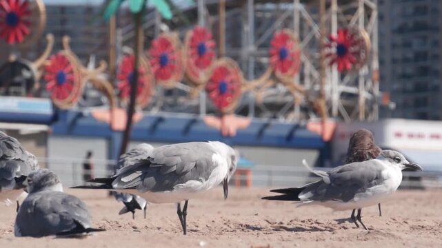 Seagulls on Coney Island beach in Brooklyn, New York, United States. Boardwalk near retro luna park. Sea gulls and amusement park on ocean coast. Waterfront summer holiday promenade in USA