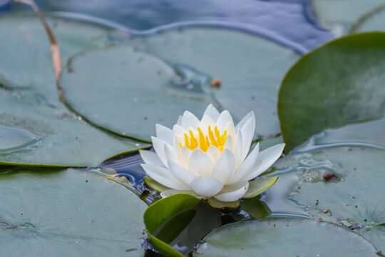 A delicate white water lily Nymphaea alba floats among lily pads. Muted water tones and rounded leaves create a quiet aquatic composition.